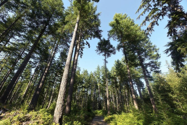 forest and trail