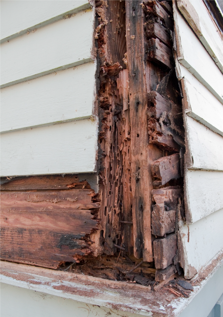 How to Check Your Home for Dry Rot (and Fix It)