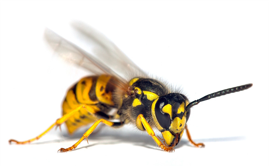 yellowjacket wasp insect