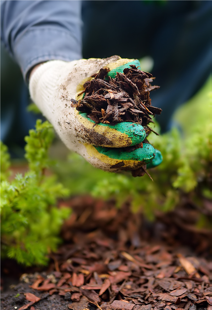 gardener hand with bark mulch