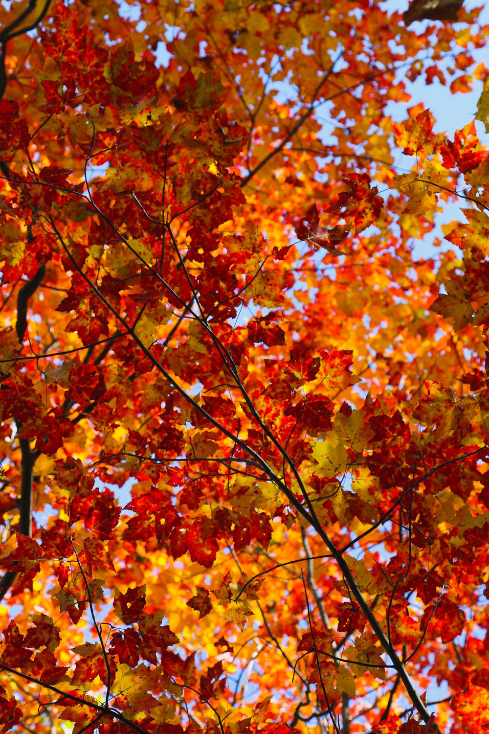 closeup of colorful fall tree leaves