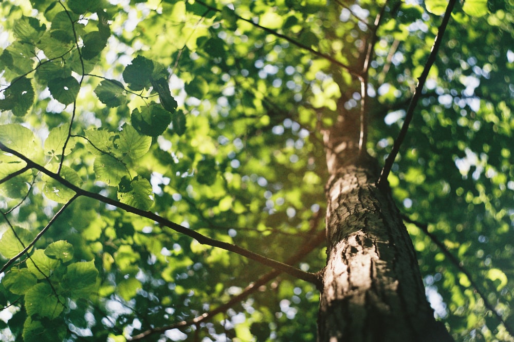 Caring for Your Trees in Summer Months