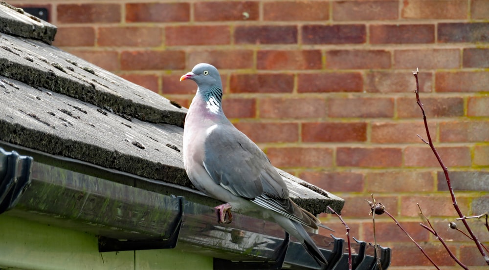 pigeon bird on gutter